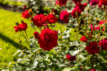 Red roses in a flower bed in the garden. Double flowers