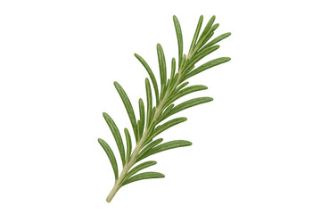 Fototapeta premium Crisp rosemary sprig displaying vivid green leaves, highlighting botanical freshness against transparent background