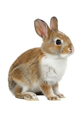 Obraz premium A charming young bunny with soft light brown and white fur, wide black eyes, perked ears, and twitching nose, seated on a transparent studio background with diffused high-key lighting, concept for