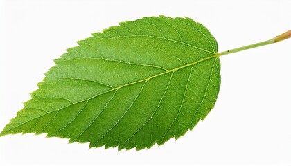Fototapeta premium green leaf with stem isolated on transparent background