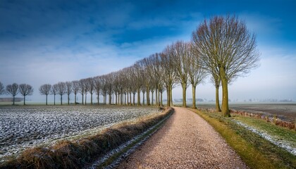 Fototapeta premium winter landscape with row of bare tree and trunks in the forest natural gravel path with curve in countryside overijssel is a province of the netherlands located in the eastern part of the country
