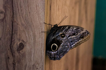 Butterfly close-up. Butterfly cocoons
