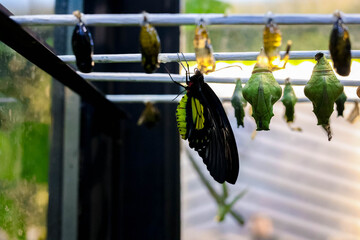 Butterfly close-up. Butterfly cocoons