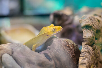 A lizard went hunting in close-up. Lizard