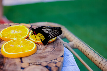 Butterfly close-up. Butterfly cocoons