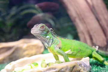 A lizard went hunting in close-up. Lizard