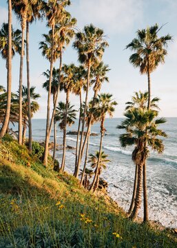 Palm trees and the Pacific Ocean at Heisler Park, in Laguna Beach, Orange County, California