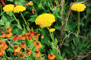 A colourful garden scene with Yellow Fernleaf Yarrow and a Ladybird