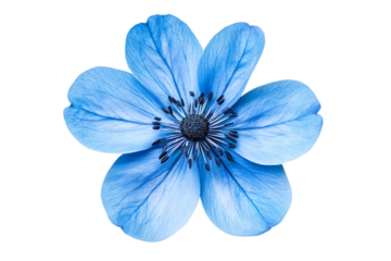 Close-up of a vibrant blue anemone flower with delicate petals, isolated on a white background, embodying the beauty of nature in bloom