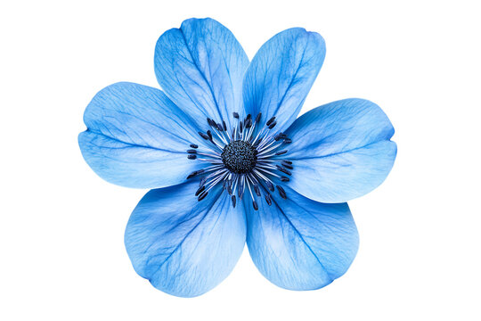 Close-up of a vibrant blue anemone flower with delicate petals, isolated on a white background, embodying the beauty of nature in bloom