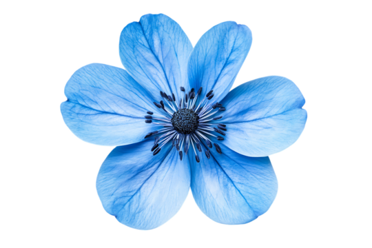 Close-up of a vibrant blue anemone flower with delicate petals, isolated on a white background, embodying the beauty of nature in bloom