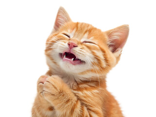 Obraz premium A ginger kitten with closed eyes and mouth open in a happy expression against a black background