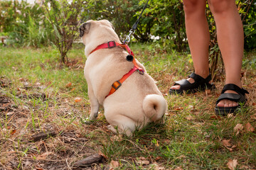 Cute little tan and black pug breed of dog on a walk with harness and a black leash walking with in the park. Street photography. The owner is walking his pet.