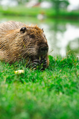 A nutria is calmly seated on lush green grass near a serene water body using its paws to munch on a piece of food illustrating its behavior in a natural setting while enjoying the daylight