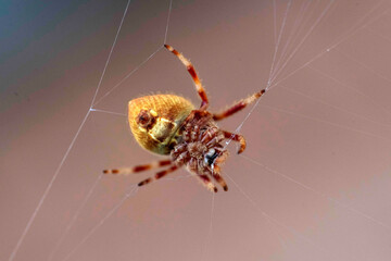 Orb weaver spider (Zygiella sp.)
