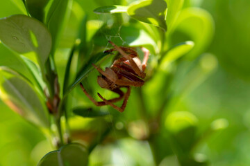 Orb weaver spider (Zygiella sp.)