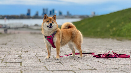 Adorable red Shiba Inu dog happily walking on lush green grass outdoors on a sunny summer day. High-quality, pet-friendly image perfect for nature, outdoor, or lifestyle projects. Copy space.