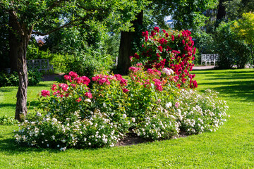 Summer flowers in Catherine park, Tsarskoe Selo (Pushkin), Saint Petersburg, Russia
