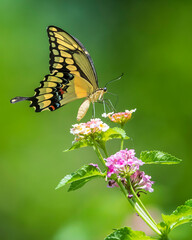 Giant Swallowtail Taking Nectar from Lantana Flower