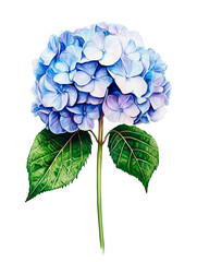 Realistic watercolor illustration of a tendder blue hydrangea flower with soft green leaves