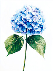Tender Blue Hydrangea Watercolor Illustration with Green Leaves Isolated on White Background