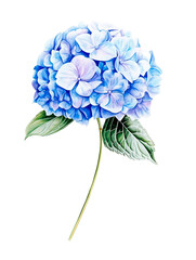 Tender Blue Hydrangea Watercolor Illustration with Green Leaves Isolated on White Background