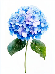 Tender Blue Hydrangea Watercolor Illustration with Green Leaves Isolated on White Background