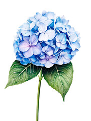 Tender Blue Hydrangea Watercolor Illustration with Green Leaves Isolated on White Background