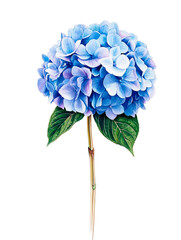 Tender Blue Hydrangea Watercolor Illustration with Green Leaves Isolated on White Background