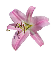 Single Pink Oriental Lily Flower isolated on white background with clipping path. Floral design element for cards, invitations, posters.