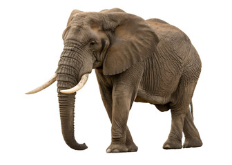 Obraz premium African elephant on transparent background
