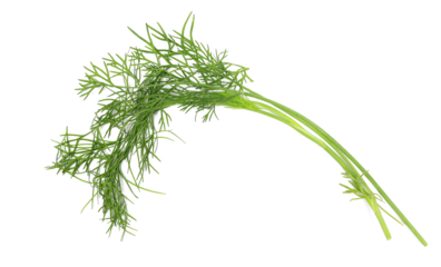Fresh green dill isolated on white background, top view