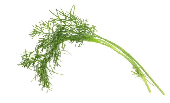 Fresh green dill isolated on white background, top view