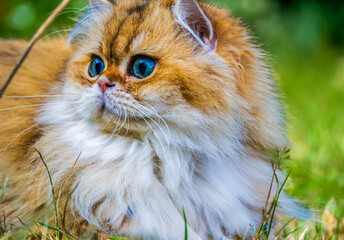 Golden (ny11) British Longhair Cat with Blue-Green Eyes and Lush Fur Resting Outdoors