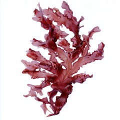 Astaxanthin Algae Extract on White Background