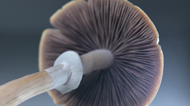Macro close-up of Psilocybe cubensis Golden Teacher mushroom gills structure &ndash; psychedelic fungi lamellae in scientific mycology research