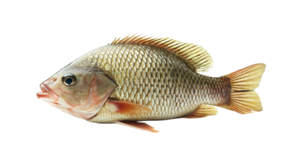 A whole fresh fish with shiny scales and clear eyes, isolated on a clean white background or transparent png 