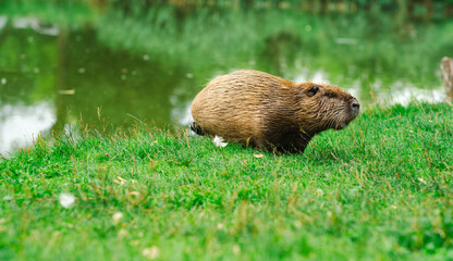 A nutria is seen foraging near a tranquil body of water enjoying the green grass of the bank The setting is peaceful showcasing the animal in its natural habitat