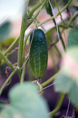 cucumber