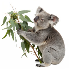 koala with a sprig of eucalyptus in its paw on transparent background