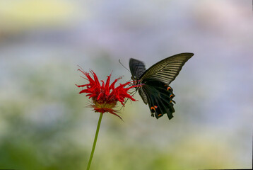モナルダ,の花の蜜を吸うカラスアゲハ