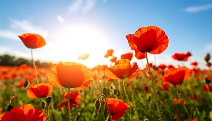 Obraz premium Vibrant red poppy field at sunrise