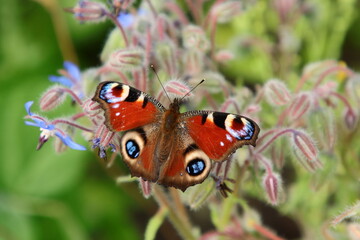 Schmetterling Tagpfauenauge auf Boretschblüte