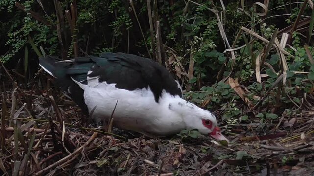 Muscovy Duck (Cairina moschata) Foraging on the Ground
