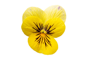pansy yellow flower isolated on white background