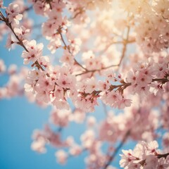 Beautiful cherry blossom branches with soft pink flowers bloom against clear blue sky. Sunlight filters through delicate petals, creating gentle glow. Natural scene captures of spring, vibrant beauty