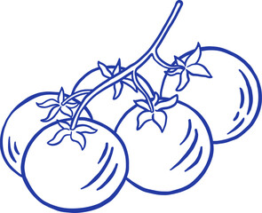 Hand draw tomato vegetable vector illustration. Organic healthy food. Farm market in Doodle style