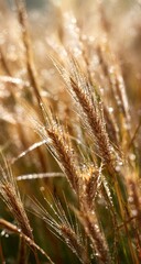 Dew-kissed Wheat Stalks in a Field, Sunrise