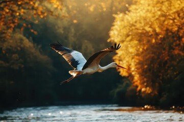 Photo, Stork flying over large river with natural expansive mood and golden sunlight illuminating feathers amidst autumn trees mid-flight