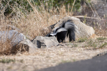 Cute and furry skunk is foraging for food along the estuary vegetation on a warm summer day
